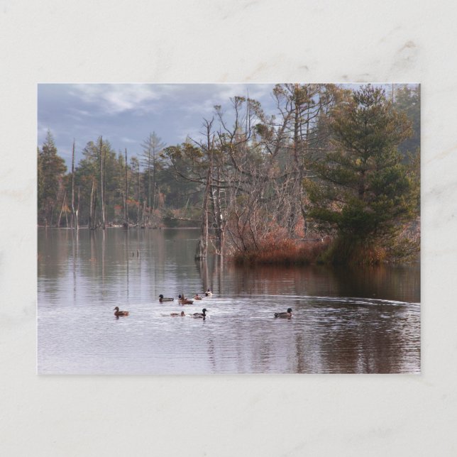 Postal Patos En El Lago Empire (Anverso)