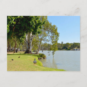 Postal Patos En El Río Murray Australia,