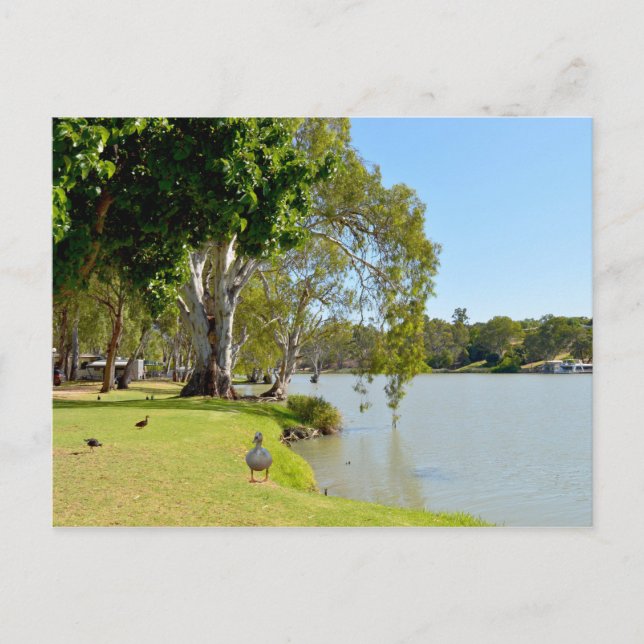Postal Patos En El Río Murray Australia, (Anverso)