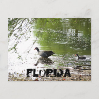 Postal Patos en Florida