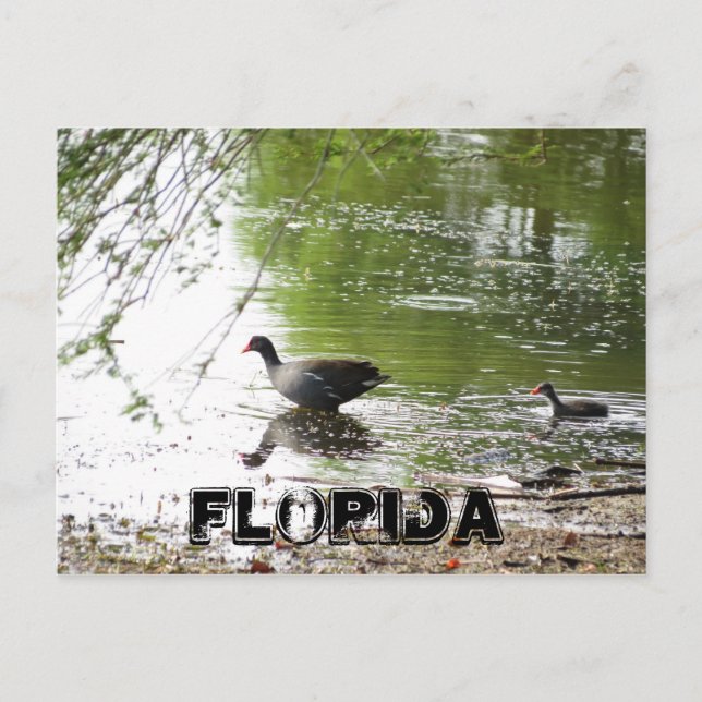 Postal Patos en Florida (Anverso)