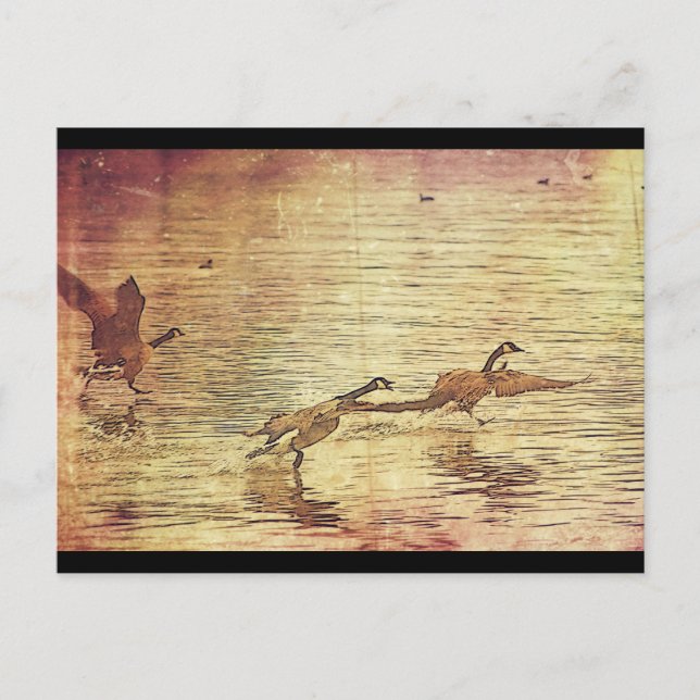 Postal Patos en marcha (Anverso)