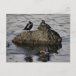 Postal Patos Harlequin, Isla Unalaska
