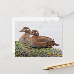 Postal Patos Harlequin sobre rocas cubiertas de algas mar