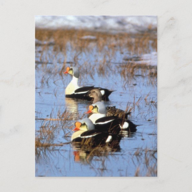 Postal Patos King Eider (Anverso)