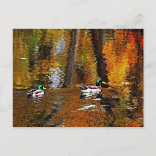 Postal Patos Mallard Con Colores De Otoño