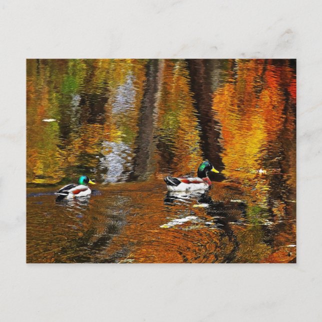 Postal Patos Mallard Con Colores De Otoño (Anverso)