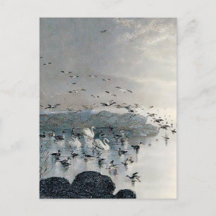 Postal Patos, pajares y cisnes en el lago al atardecer