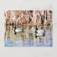 Patos SALVAJES