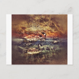 Postal Patos salvajes