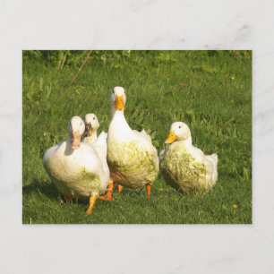 Postal patos, vivo, prado, animal, granja, vida rural,
