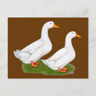 Postal Patos: White Pekins