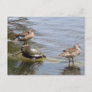Postal Patos y tortuga en los bosques, TX