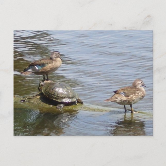 Postal Patos y tortuga en los bosques, TX (Anverso)