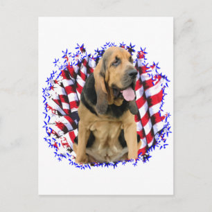Postal Patriota Bloodhound
