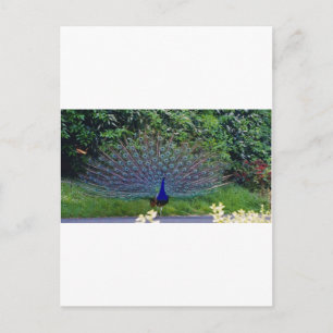 Postal Patrón Colorido de Ave Pavo Real Arte Destino Indi