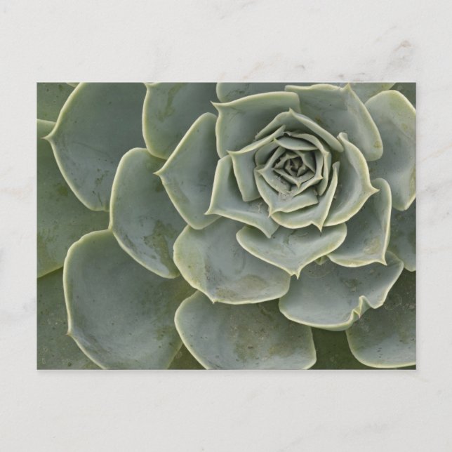 Postal Patrón de cactus (Anverso)