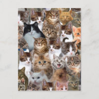Patrón de caras de gato