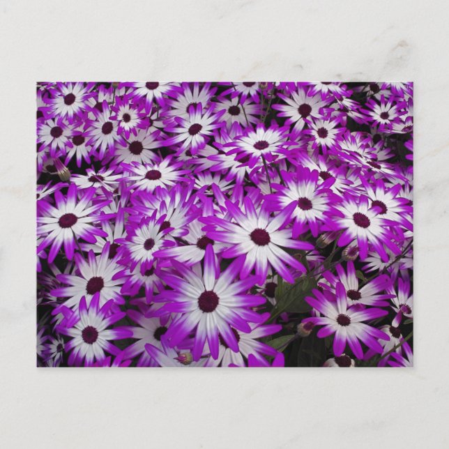 Postal Patrón de flores, Jardín Kuekenhof, Lisse, (Anverso)