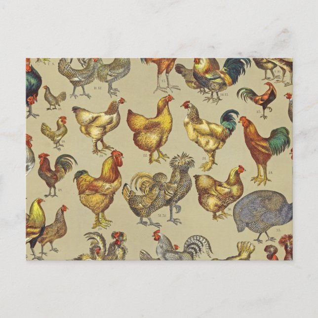 Postal Patrón de gallo vintage: Arte de granja (Anverso)