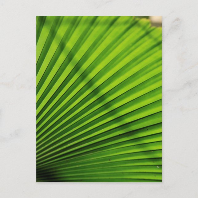 Postal Patrón de hoja de palma gigante (Anverso)