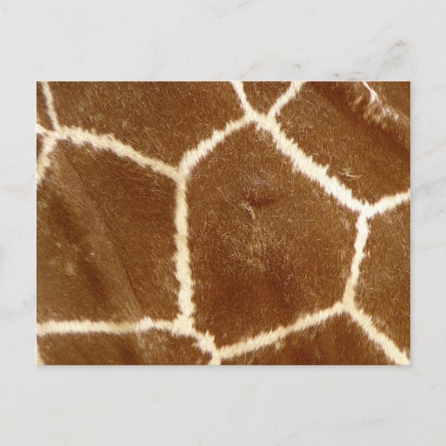 Postal Patrón de impresión de animales de la telenografía (Anverso)