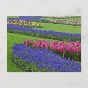 Postal Patrón de jacinto de uva, tulipanes, y