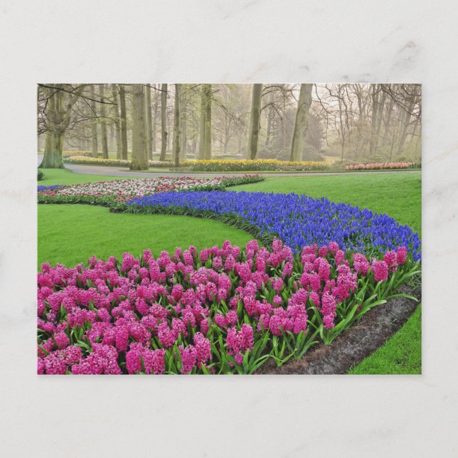 Postal Patrón de jacinto de uva, tulipanes y 2 (Anverso)