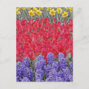 Postal Patrón de jacinto, tulipanes y narcisos,