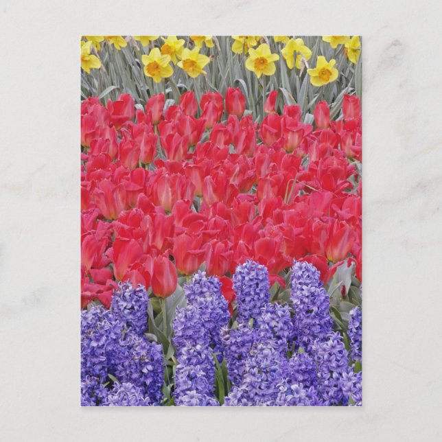 Postal Patrón de jacinto, tulipanes y narcisos, (Anverso)