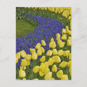 Postal Patrón de jardín de flores de jacinto de uva y