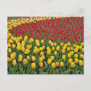 Postal Patrón de jardín de tulipanes, Jardines Keukenhof,