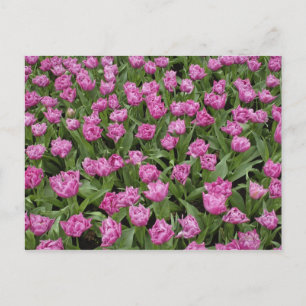 Postal Patrón de jardín de tulipanes, Jardines Keukenhof,
