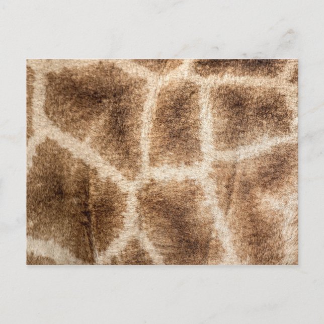 Postal Patrón de jirafa (Anverso)