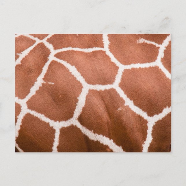 Postal Patrón de jirafa (Anverso)