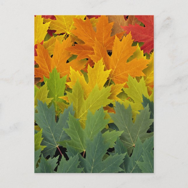 Postal Patrón de otoño 2 (Anverso)