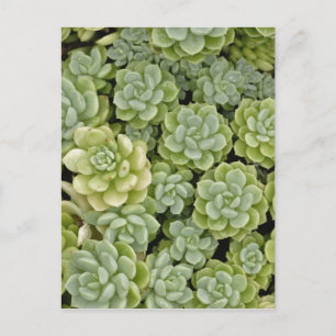 Postal patrón de planta de stonecrop