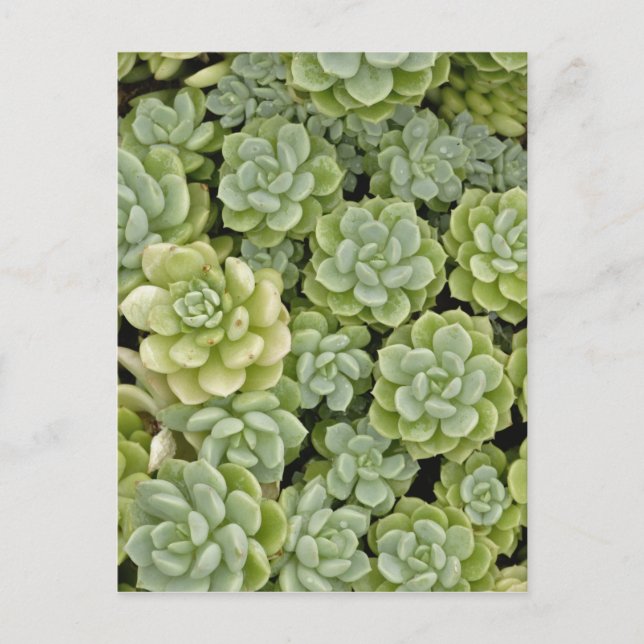 Postal patrón de planta de stonecrop (Anverso)