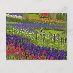 Postal Patrón de tulipanes jacinto y jacinto de uva