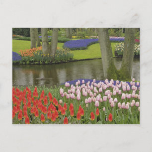 Postal Patrón de tulipanes y flores de jacinto de uva,