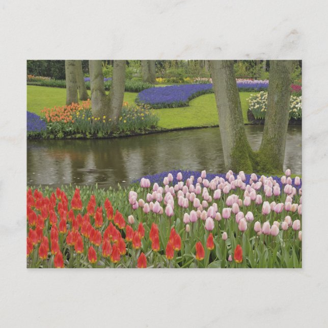 Postal Patrón de tulipanes y flores de jacinto de uva, (Anverso)