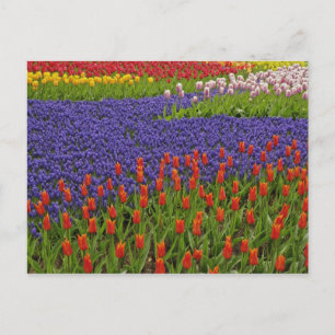 Postal Patrón de tulipanes y flores de jacinto de uva, 2