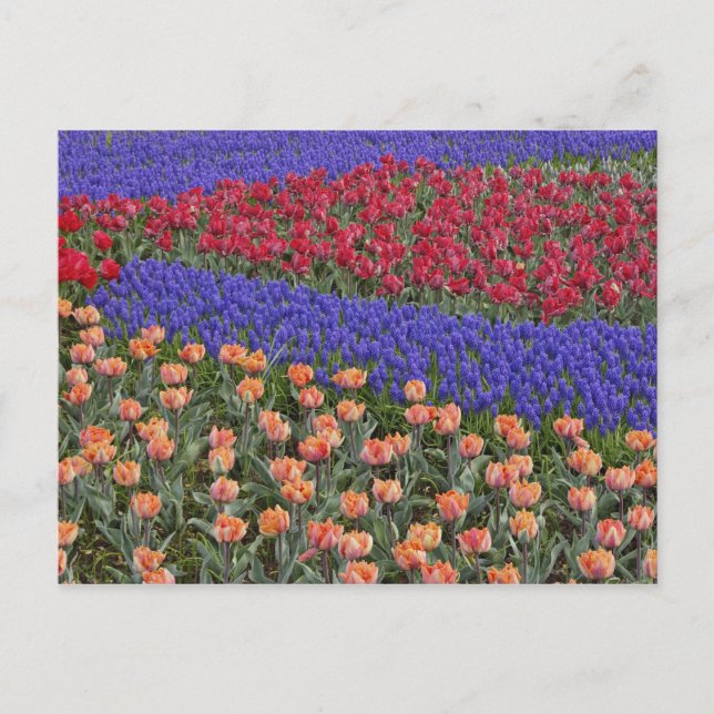 Postal Patrón de tulipanes y flores de jacinto de uva, 3 (Anverso)