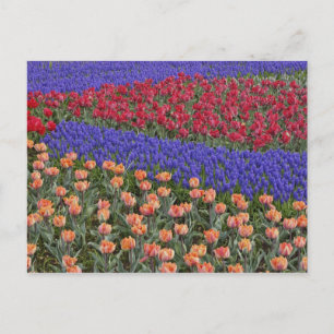 Postal Patrón de tulipanes y flores de jacinto de uva, 3