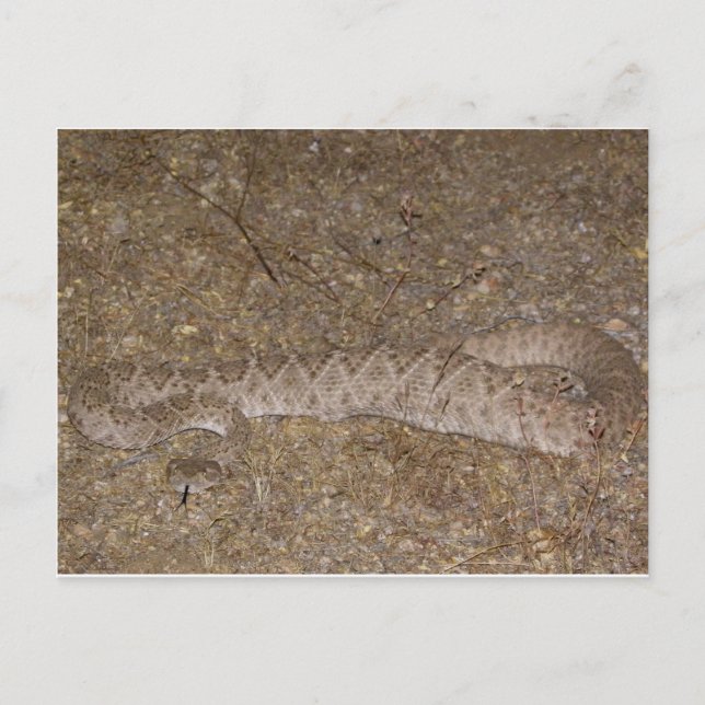 Postal Patti Jares (Wickenburg, AZ) Rattlesnake Bite (Anverso)