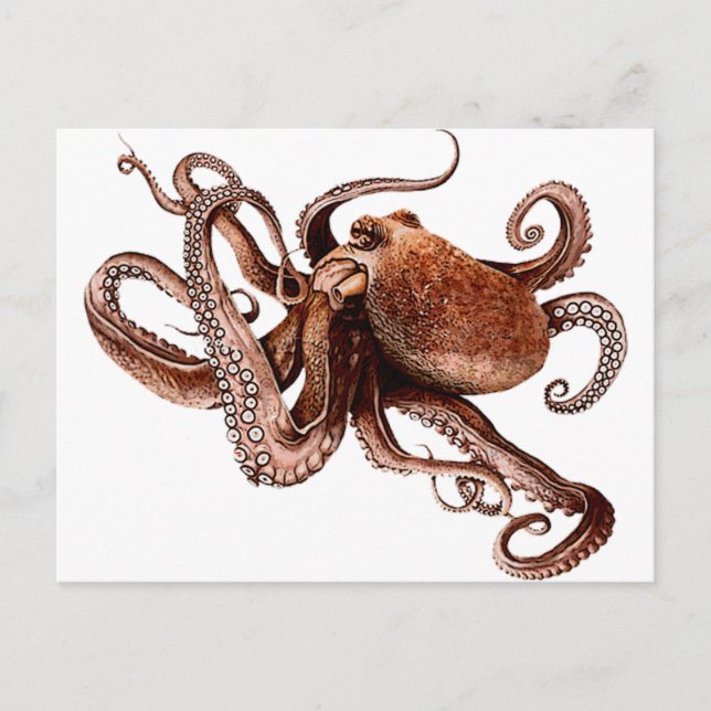 Postal Paul El Pulpo (Anverso)