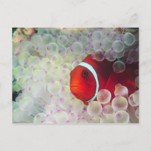 Postal Paupau Nueva Guinea, Gran Barrera de Coral,