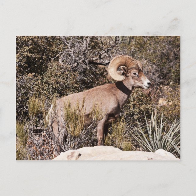 Postal Pausa momentánea (Anverso)