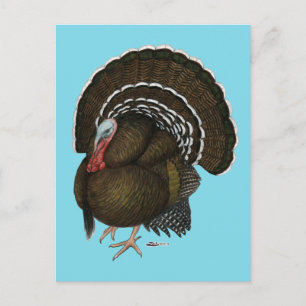 Postal Pavo Bronce Tom