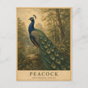 Postal Pavo Indian Woodlands VINTAGE